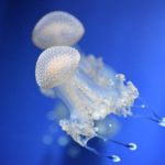 知られざる食べるダイエット効果としてクラゲで痩せる